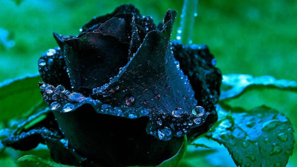 Black Rose Dark Feminine Healing System