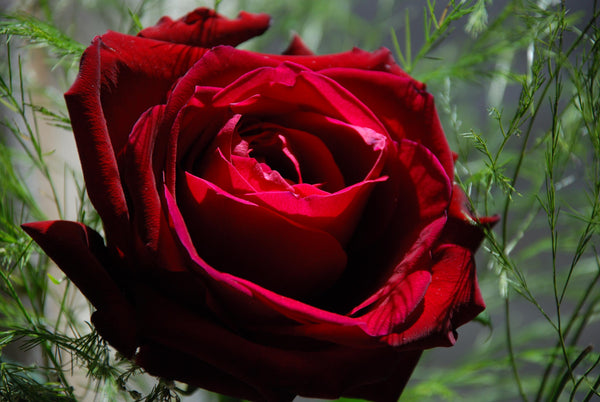 Red Rose and Ruby Love Sex and Relationship system