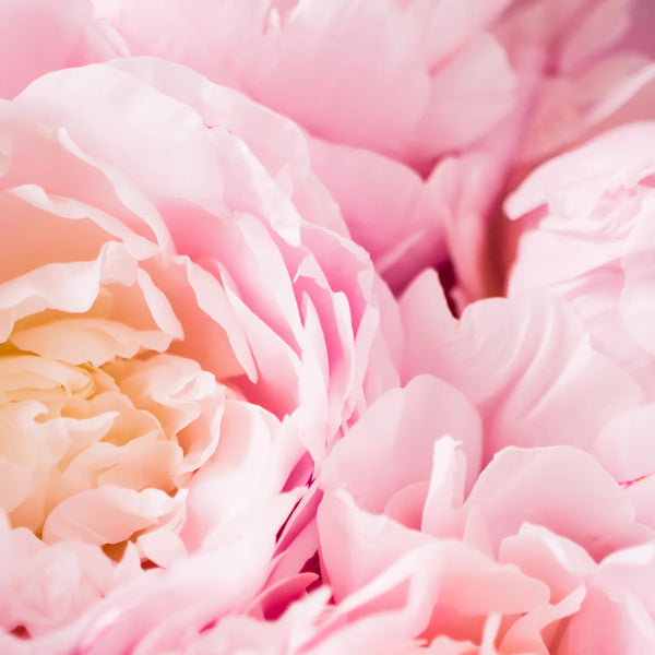 Etheric Peony Smudge